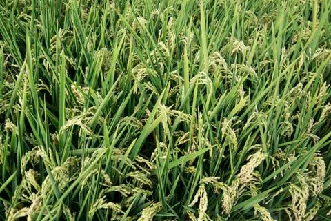 Rice fields Stock Photos