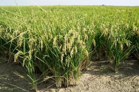Rice fields Stock Photos