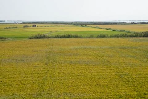 Rice fields 스톡 사진
