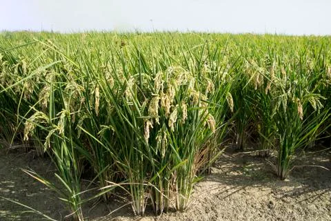 Rice fields Stock Photos