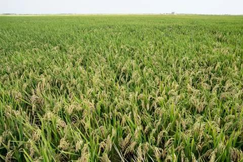 Rice fields Stock Photos