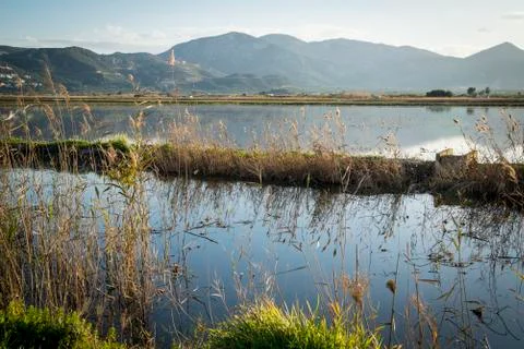 Rice fields 스톡 사진