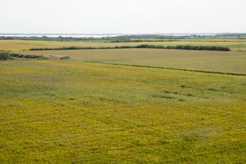Rice fields 스톡 사진