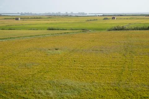 Rice fields 스톡 사진