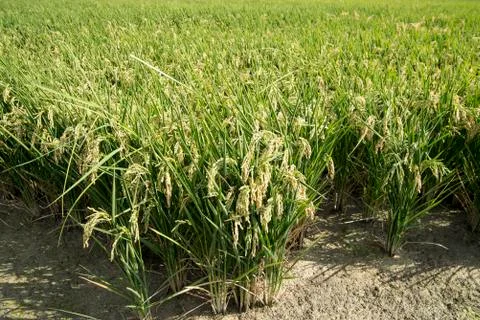 Rice fields Stock Photos