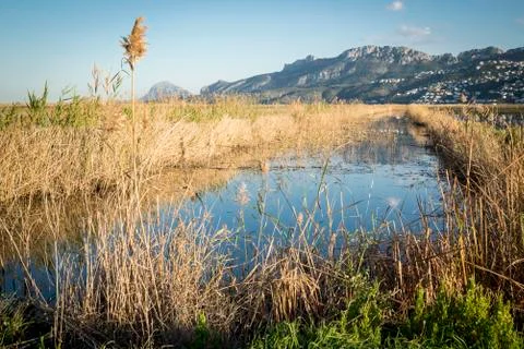 Rice fields Stock Photos