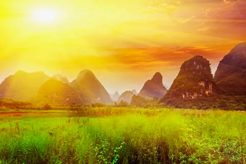 Rice Fields Stock Photos