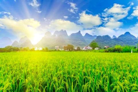 Rice Fields Stock Photos