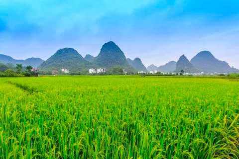 Rice Fields Stock Photos