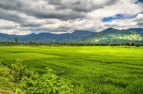 Rice fields Stock Photos