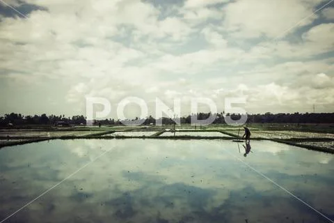 Rice fields Stock Photos