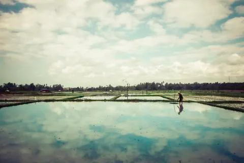 Rice fields Stock Photos