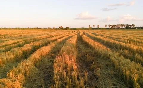 Rice fields Stock Photos