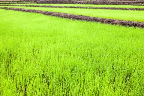 Rice fields Stock Photos
