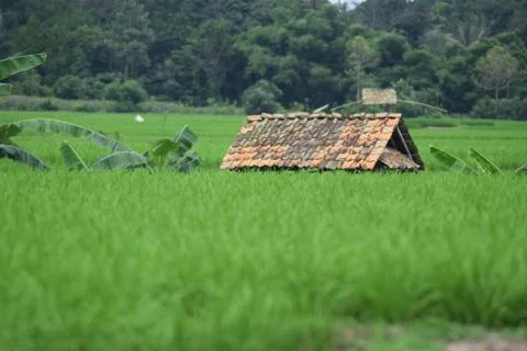 Rice fields Foto stock