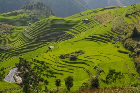 Rice fields Stock Photos