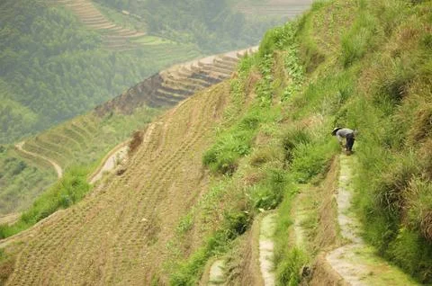Rice fields. Stock Photos