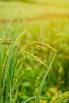 Rice fields Stock Photos