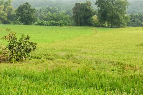 Rice fields Stock Photos