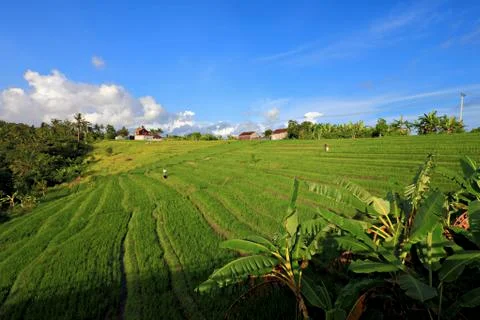 Rice fields Stock Photos