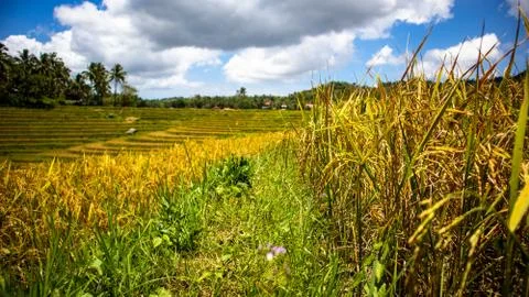 Rice fields Stock Photos