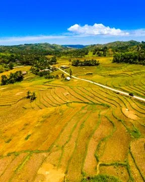 Rice fields. Stock Photos