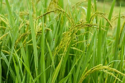 Rice fields Stock Photos