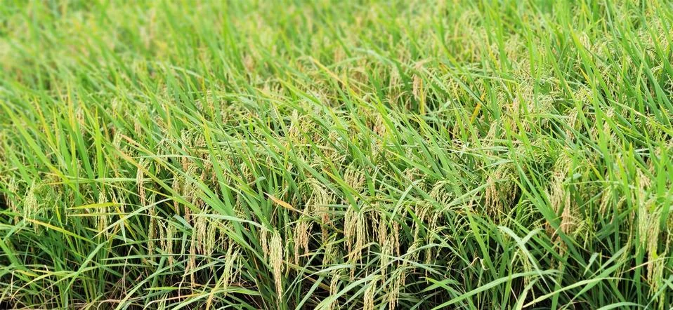 Rice fields Stock Photos