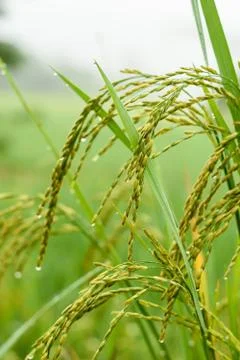 Rice fields Foto stock