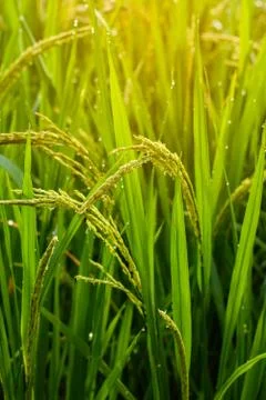 Rice fields Stock Photos