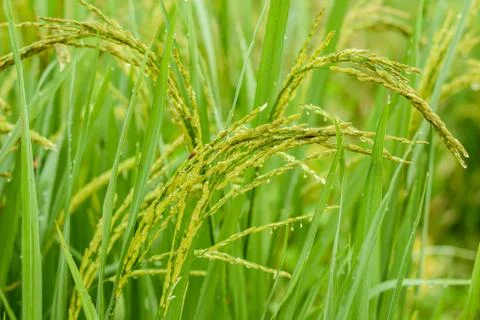 Rice fields Stock Photos