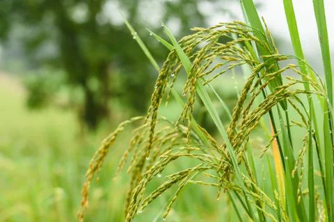 Rice fields Stock Photos
