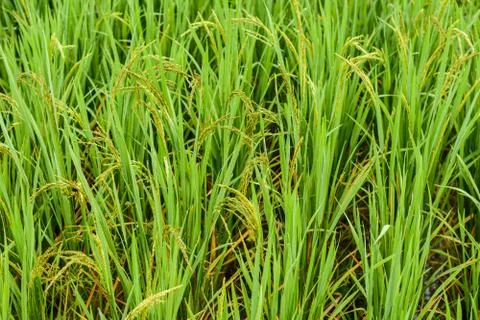 Rice fields Stock Photos