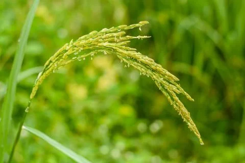 Rice fields Stock Photos