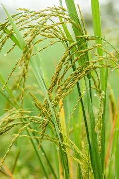 Rice fields Stock Photos