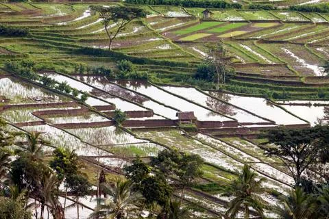RICE FIELDS Stock Photos