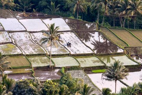 RICE FIELDS Stock Photos