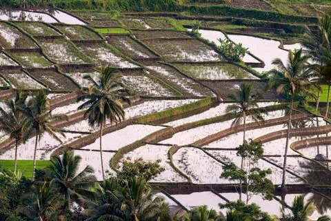 RICE FIELDS Stock Photos