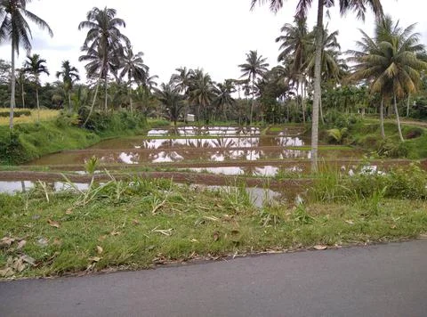 Rice fields.  Stock Photos