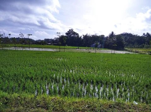 Rice fields.  Stock Photos