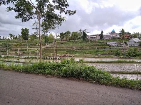 Rice fields.  Stock Photos