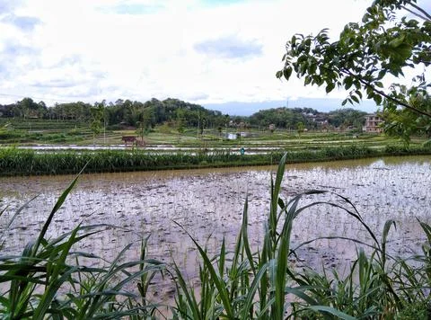 Rice fields.  Stock Photos