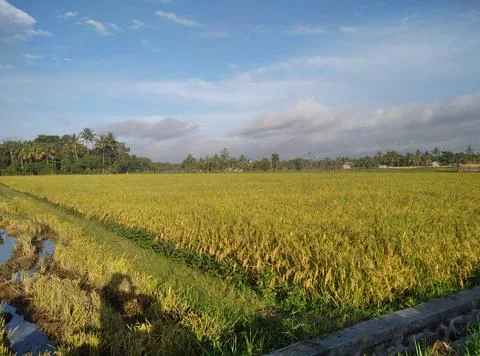 Rice fields.  Stock Photos