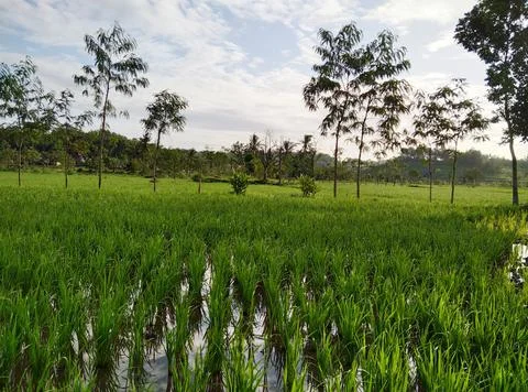 Rice fields.  Stock Photos
