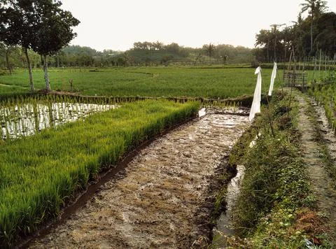 Rice fields.  Stock Photos