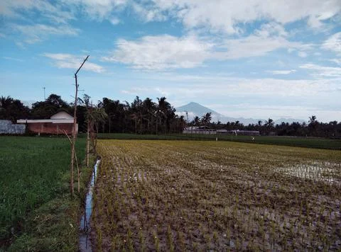 Rice fields.  Stock Photos