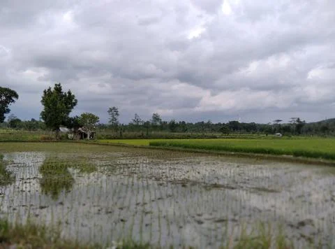 Rice fields. Stock Photos