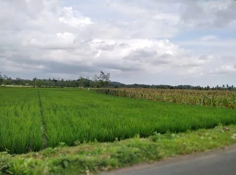 Rice fields. Stock Photos
