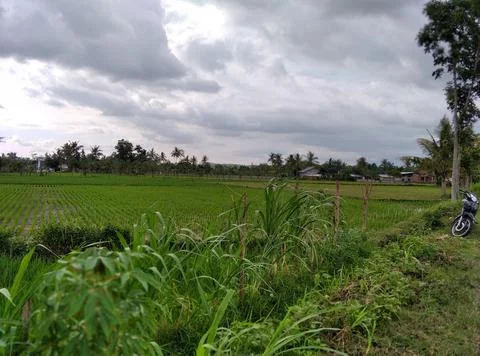 Rice fields. Stock Photos