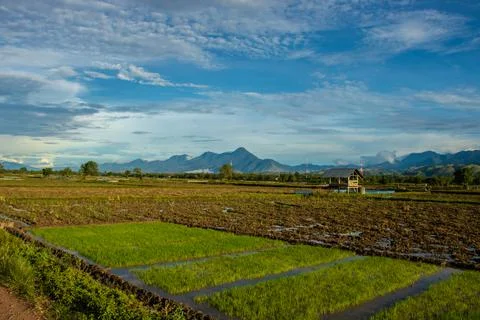 Rice fields Stock Photos